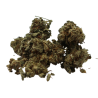 Mango - Indoor - 5,6% de CBD