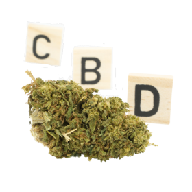 CBD-Blume: Super Lemon Haze CBD – Outdoor – 3,1 % ABC du CBD