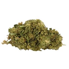 CBD-Blume: Super Lemon Haze CBD – Outdoor – 3,1 % ABC du CBD