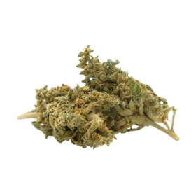 CBD-Blume: Mango CBD – Indoor – 5,6 % ABC du CBD