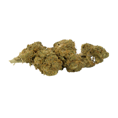 CBD-Blume: CBD-Gelato – Indoor – 7,2 % ABC du CBD