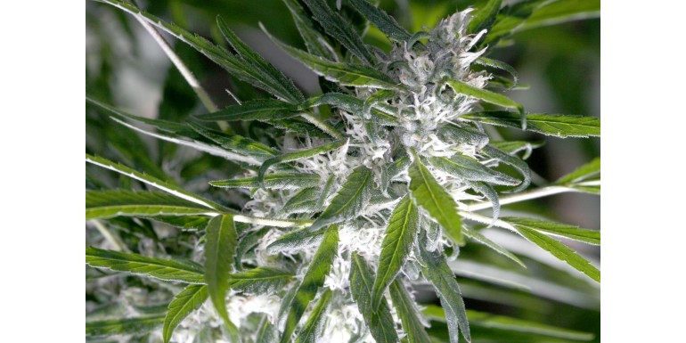 What are trichomes and terpenes?