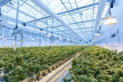 Le Guide Ultime du CBD pour les professionnels : de la culture à la vente en gros avec le groupe ABC du CBD