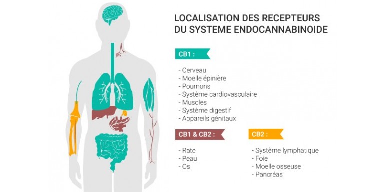 Das Endocannabinoid-System