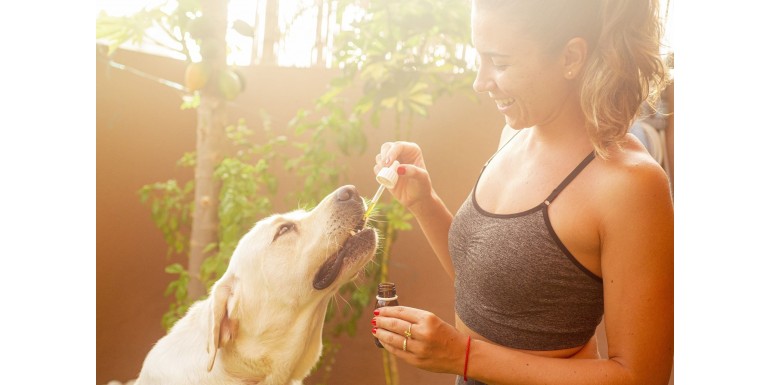 Le CBD et les animaux domestiques